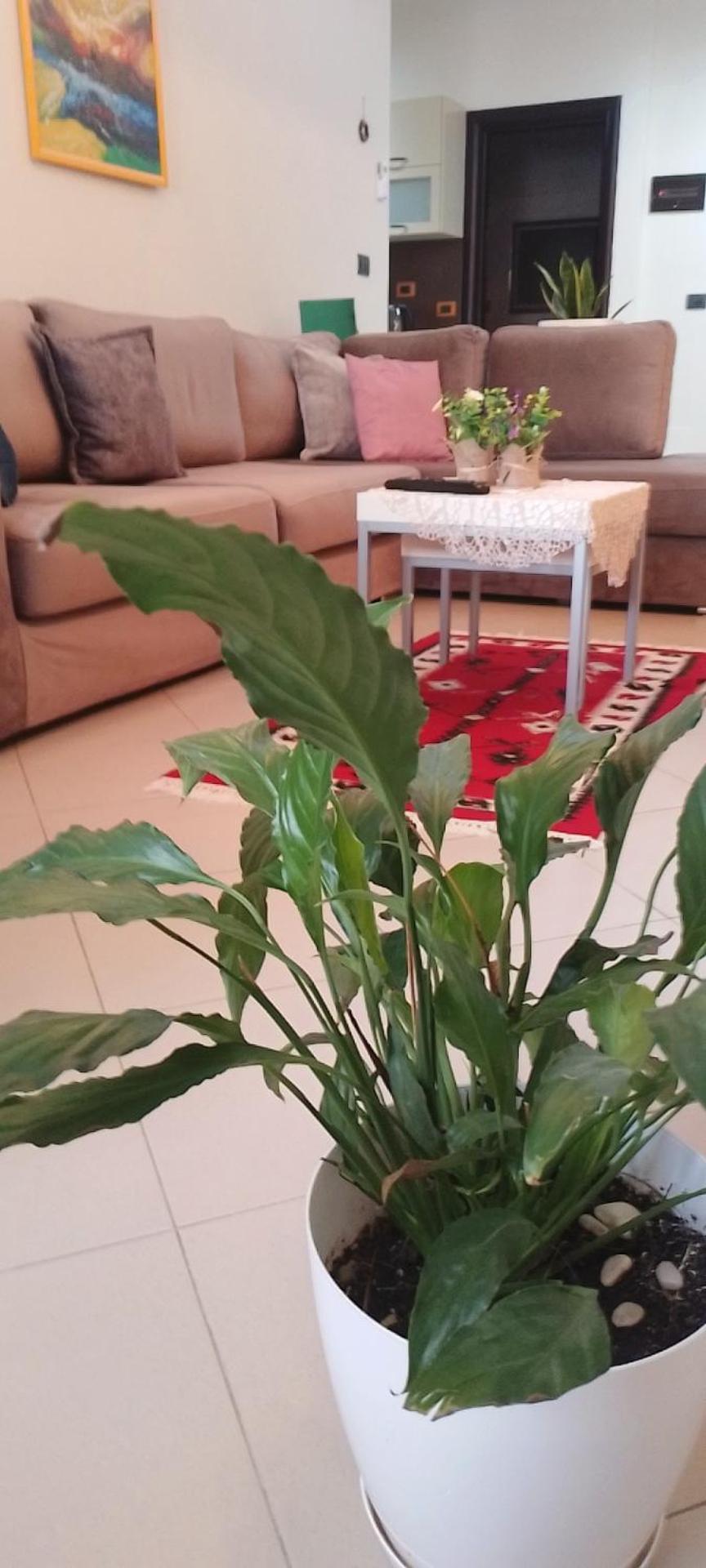 Bora Home Albania Me Vetsherbim 24 Ore Prane Liqenit Tirana Esterno foto